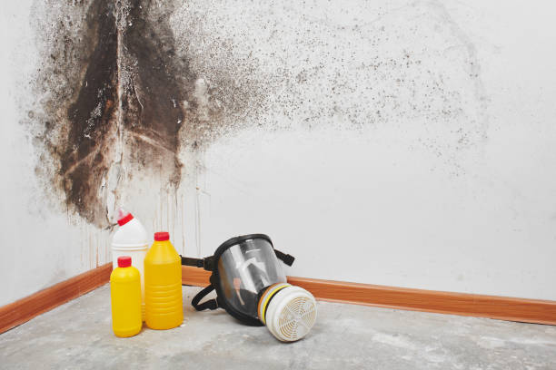 Best Best Mold Removal Companies  in Ball, LA
