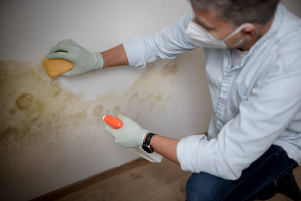 Best Residential Mold Removal  in Ball, LA