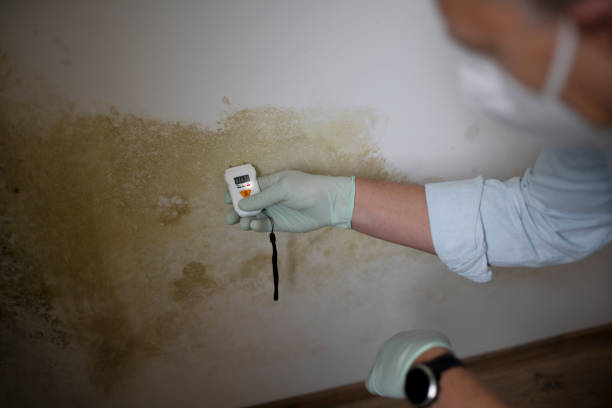 Ball, LA Mold Removal Company