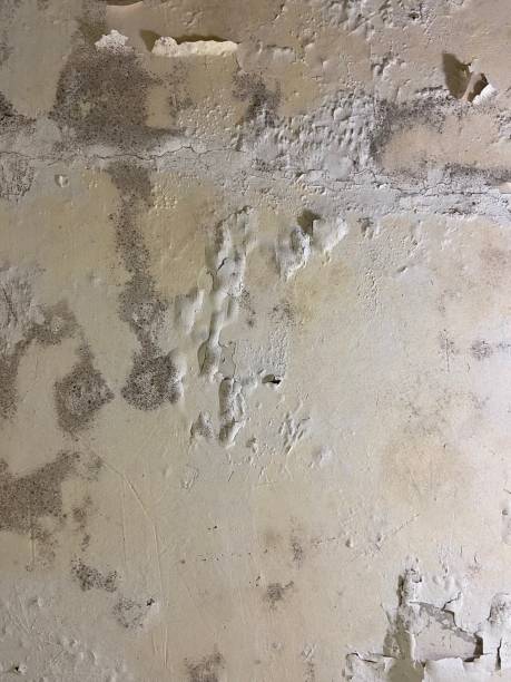 Best Mold Inspection  in Ball, LA