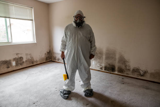 Best Black Mold Removal  in Ball, LA