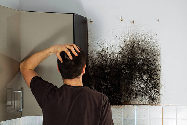 Best Certified Mold Removal  in Ball, LA