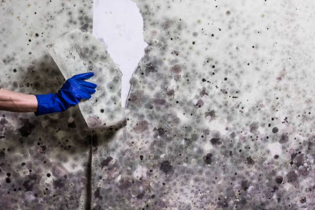 Best Crawl Space Mold Removal  in Ball, LA